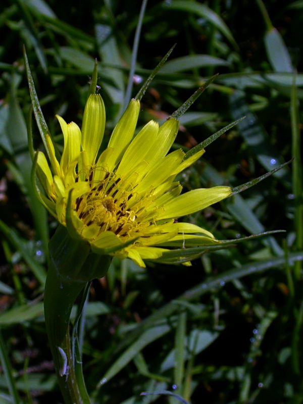 Image of Tragopogon dubius ssp. major specimen.