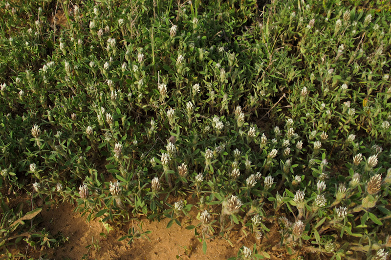 Image of Trifolium palaestinum specimen.