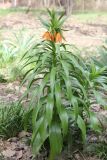 Fritillaria eduardii