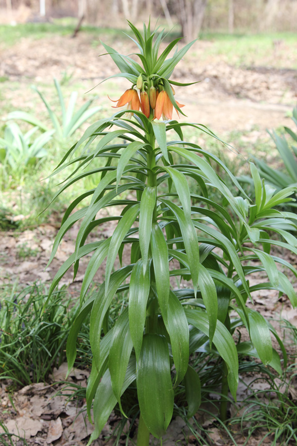 Изображение особи Fritillaria eduardii.