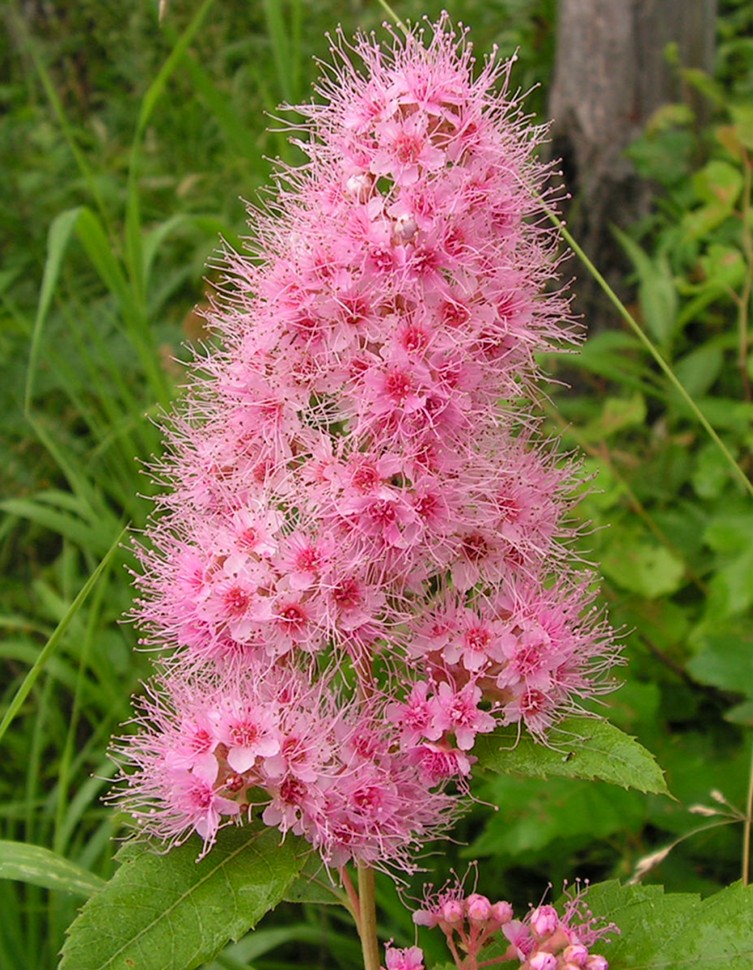 Image of Spiraea salicifolia specimen.