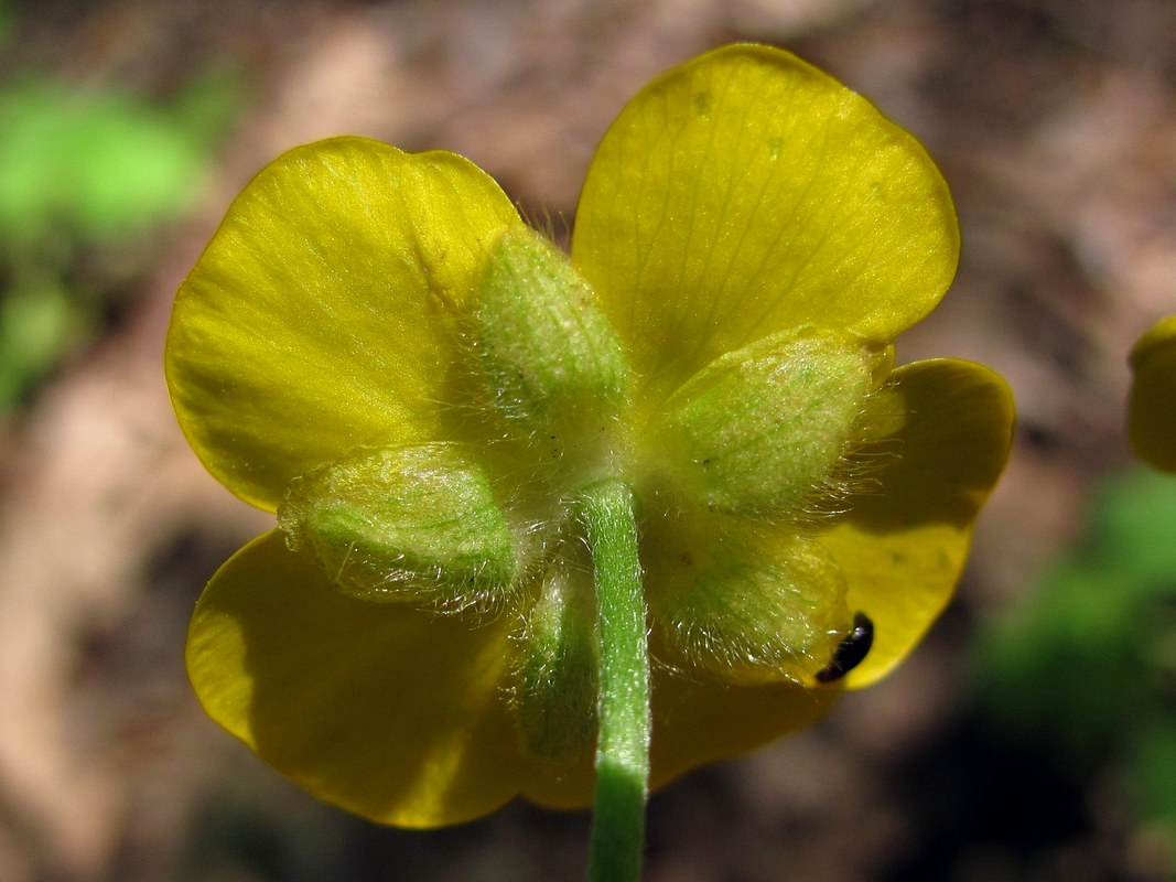 Изображение особи Ranunculus constantinopolitanus.