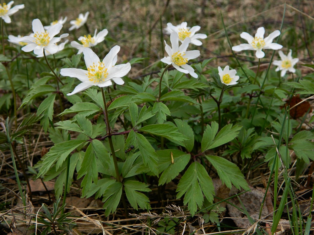 Image of Anemone nemorosa specimen.