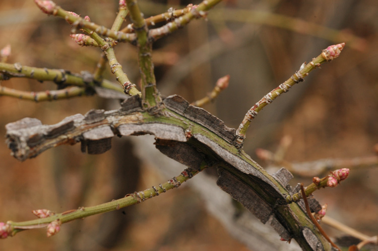 Image of Euonymus sacrosanctus specimen.