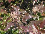 Mahonia aquifolium