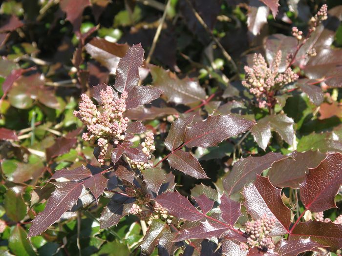 Image of Mahonia aquifolium specimen.