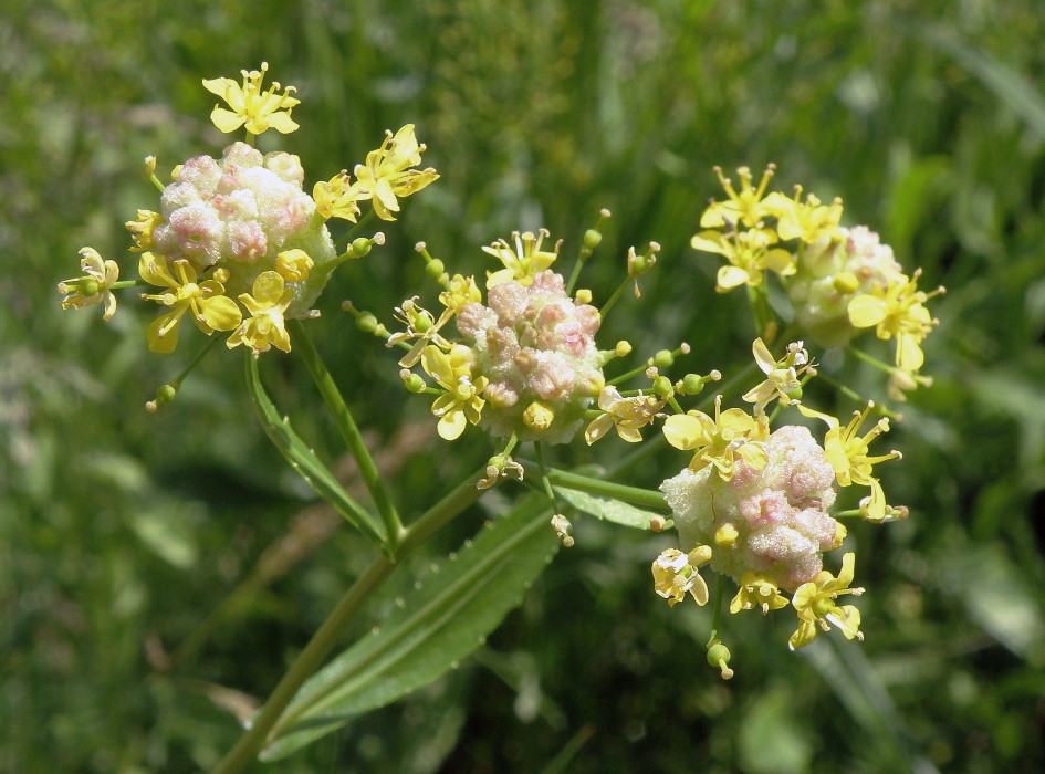 Image of Rorippa austriaca specimen.