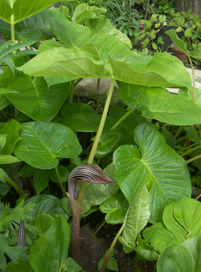 Изображение особи Arisaema propinquum.