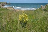 Verbascum marschallianum. Цветущее растение. Крым, Керченский п-ов, Приазовье, Караларская степь. 08.06.2012.
