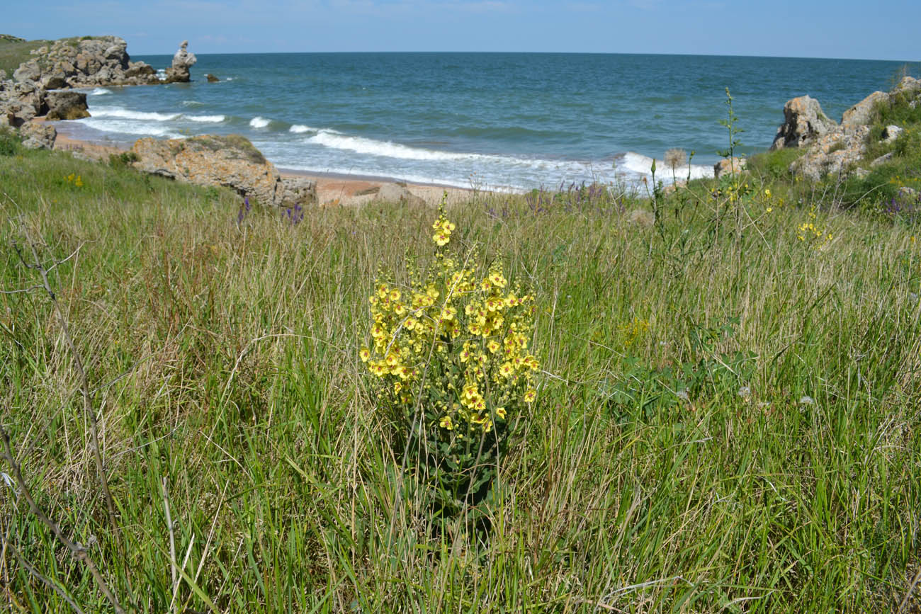 Image of Verbascum marschallianum specimen.