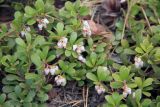 Arctostaphylos uva-ursi