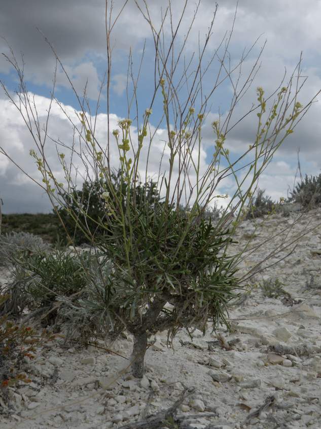 Изображение особи Lepidium meyeri.