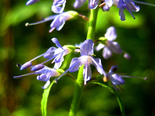 Image of Veronica longifolia specimen.