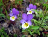 Viola tricolor. Цветки. Карелия, г. Сортавала, парк Ваккосалми. 14 июля 2012 г.