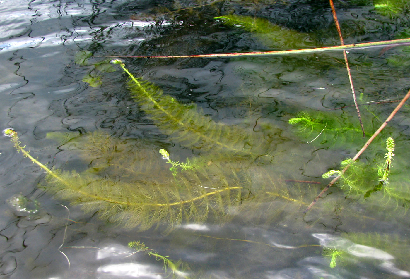 Image of Myriophyllum verticillatum specimen.