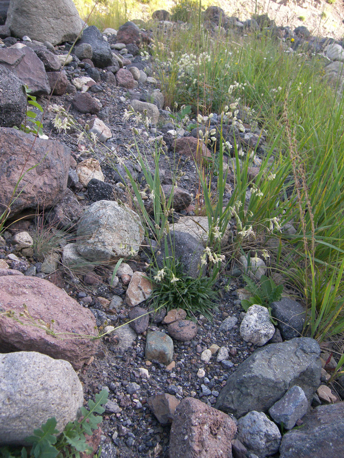 Изображение особи Silene saxatilis.