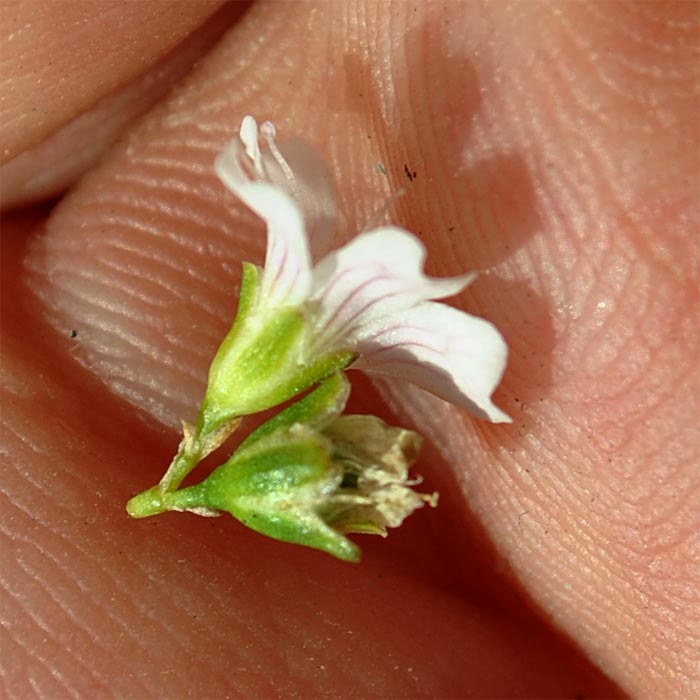 Изображение особи Gypsophila imbricata.