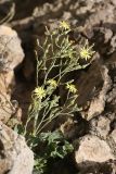 Steptorhamphus crassicaulis