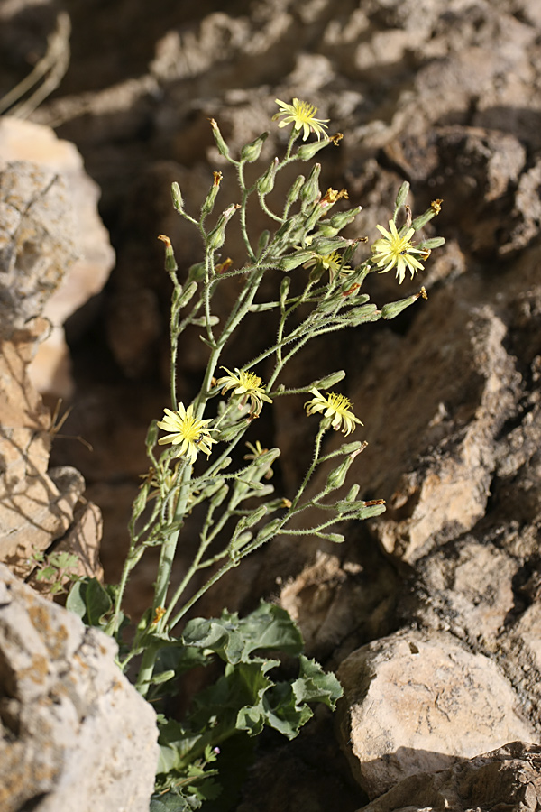 Изображение особи Steptorhamphus crassicaulis.