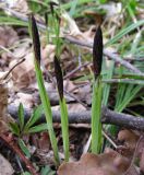 Carex pilosa