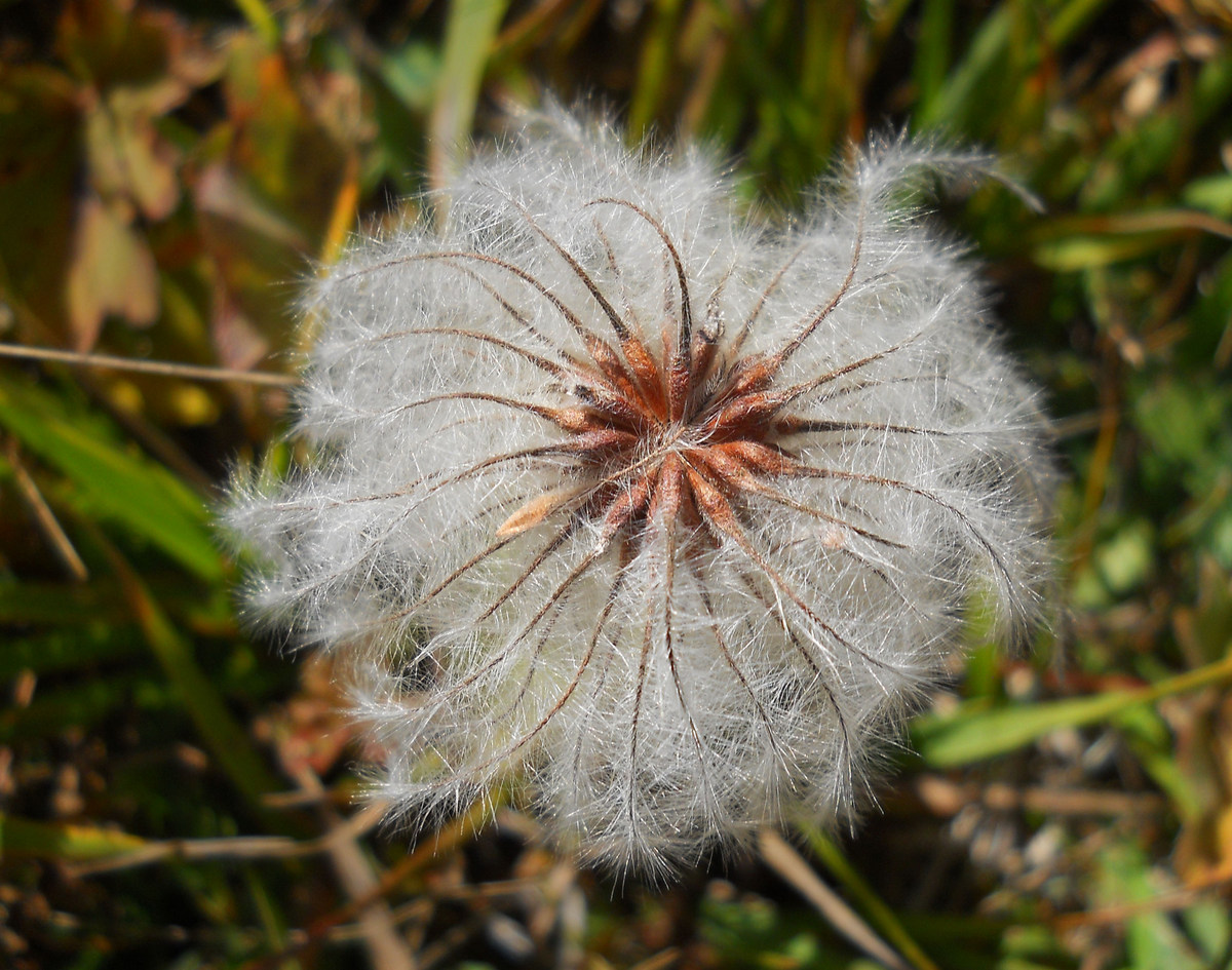 Image of Clematis integrifolia specimen.