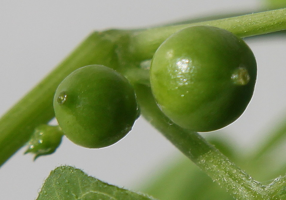 Изображение особи Bryonia dioica.