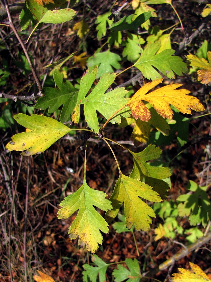 Image of Crataegus monogyna specimen.