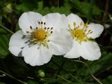 Fragaria viridis. Цветки. Ростовская обл., Персиановская степь, Аютинские склоны, верхняя часть правого коренного склона р. Аюта. 15.05.2012.