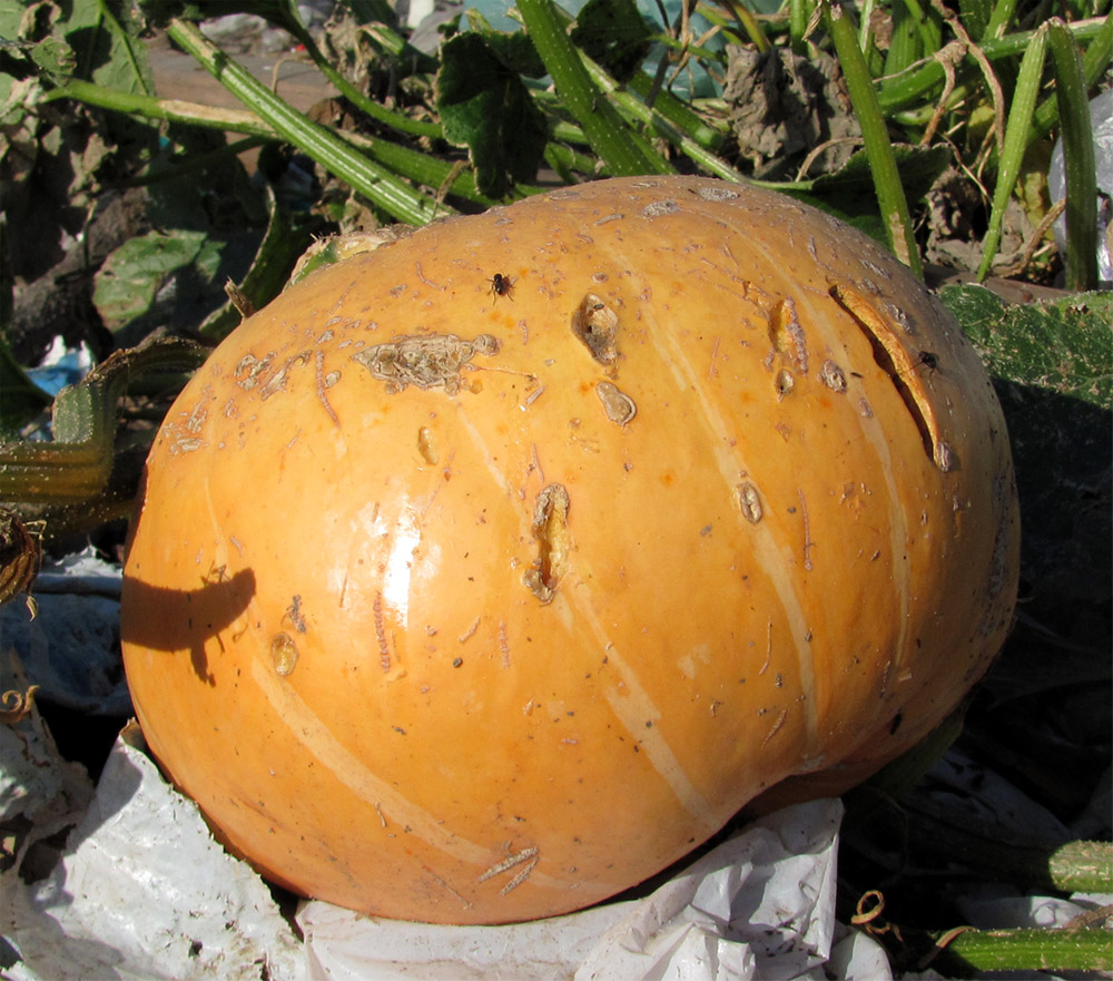Image of Cucurbita maxima specimen.