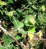 Lonicera implexa. Верхушки побегов с незрелыми соплодиями. Испания, Каталония, Барселона, монастырь Монтсеррат, у тропы по склону горы. 25.06.2012.