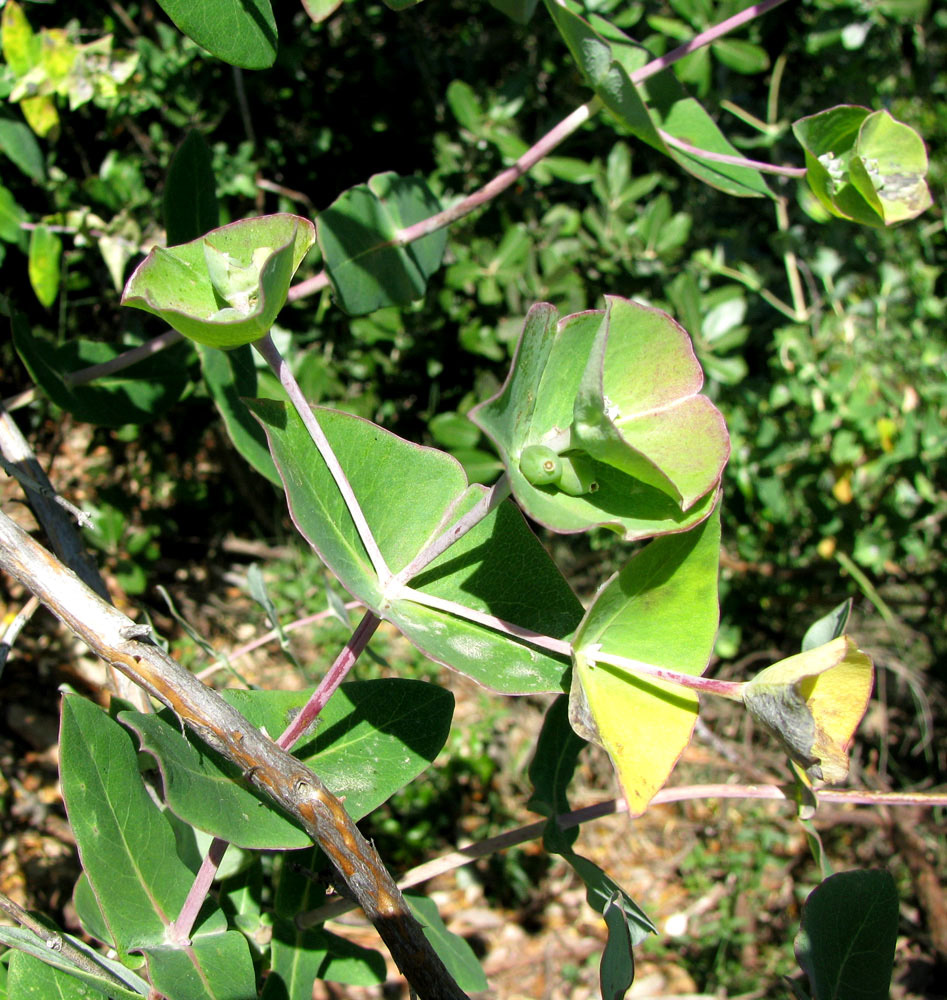 Image of Lonicera implexa specimen.