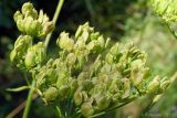 Heracleum sibiricum