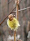 Salix lanata. Побег с раскрывшейся цветочной почкой. Мурманская обл., Североморский р-н, окр. пос. Росляково. 02.05.2009.