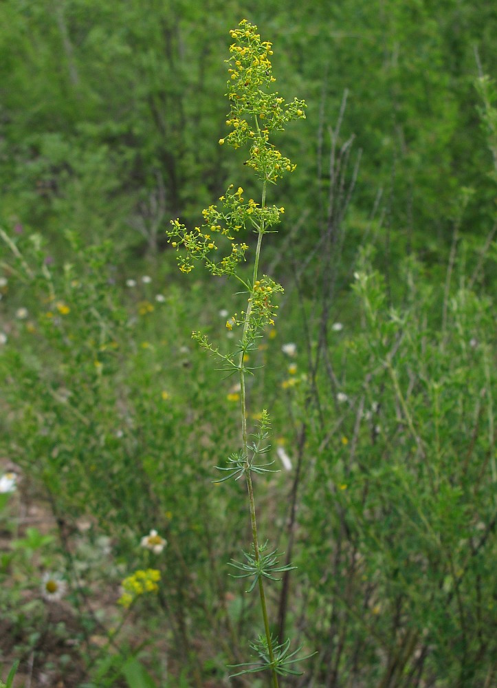 Image of Galium verum specimen.