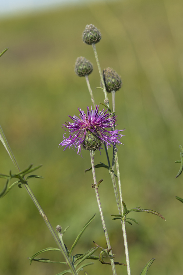 Image of Centaurea apiculata specimen.