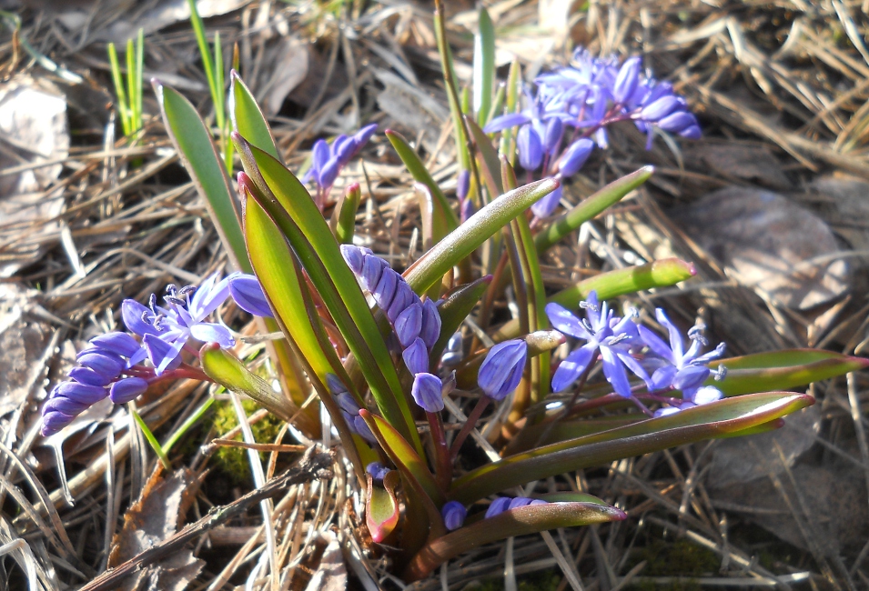 Изображение особи Scilla bifolia.