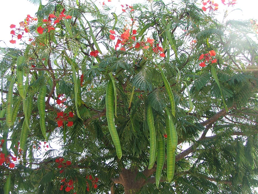 Изображение особи Delonix regia.