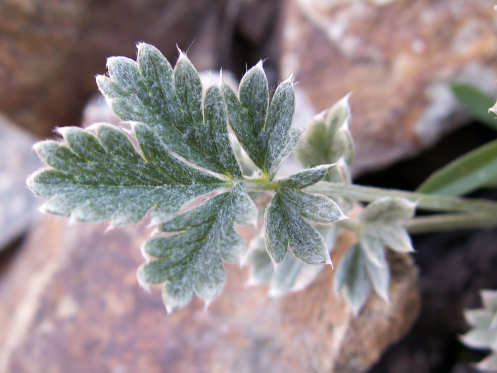 Image of Potentilla pamiroalaica specimen.