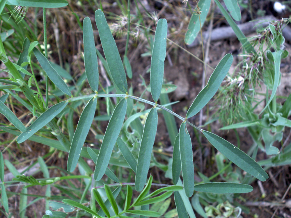 Image of Onobrychis pulchella specimen.