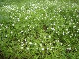 Stellaria holostea