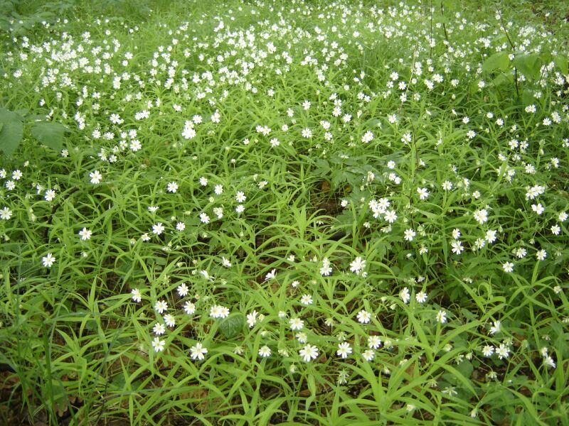 Изображение особи Stellaria holostea.