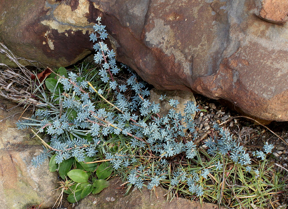 Изображение особи род Sedum.