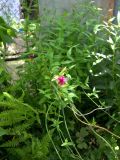 Jasminum beesianum