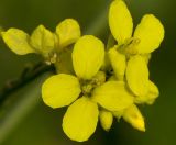 Hirschfeldia incana