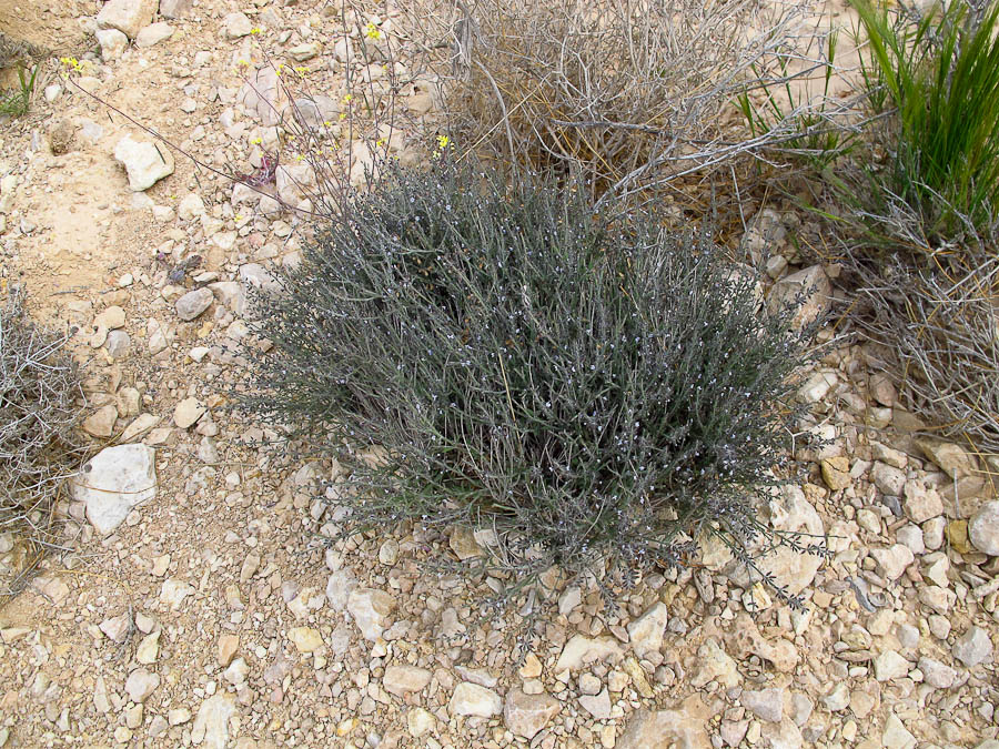 Image of Salvia aegyptiaca specimen.