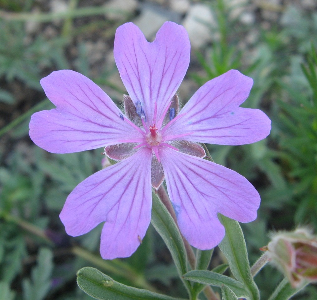 Изображение особи Geranium tuberosum.