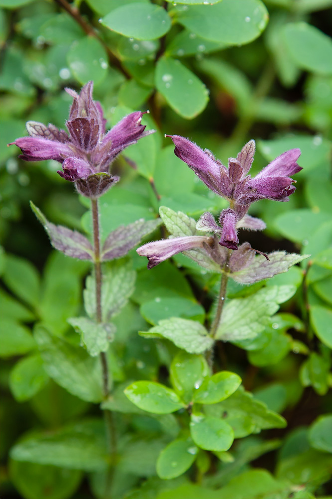 Image of Bartsia alpina specimen.