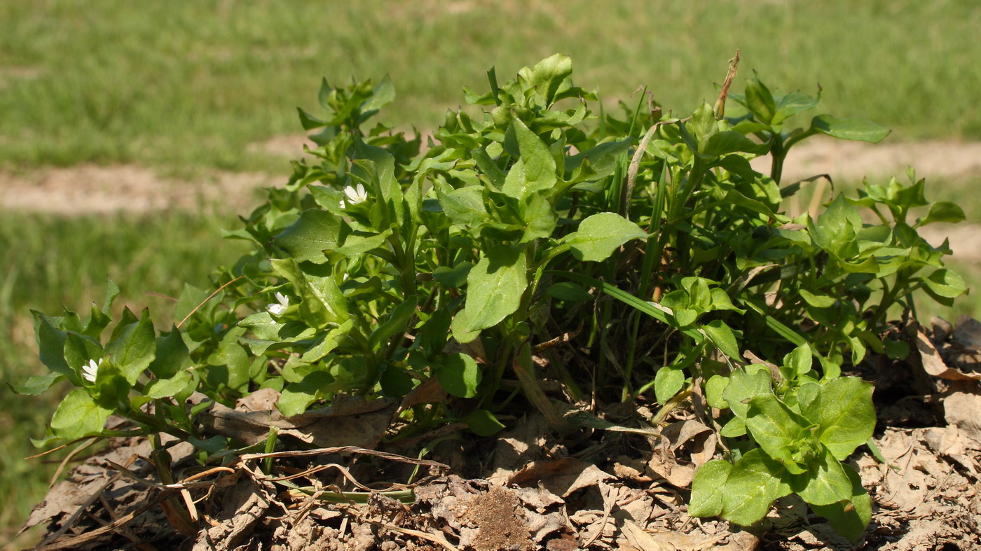 Image of Stellaria media specimen.