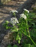 Anthriscus sylvestris разновидность nemorosa