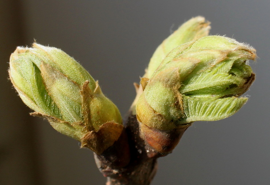 Image of Castanea sativa specimen.